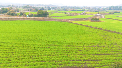 Obraz premium A picture of beautiful rice paddies and fields in Jeju Island, Korea, taken with drones from the sky