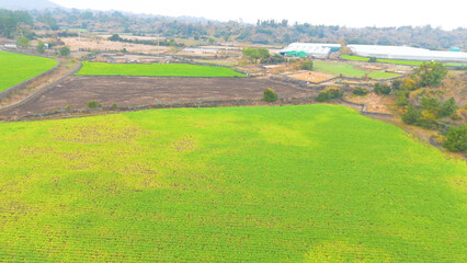 Obraz premium A picture of beautiful rice paddies and fields in Jeju Island, Korea, taken with drones from the sky