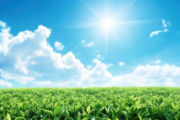 Bright Sun Over a Lush Green Tea Plantation on a Sunny Day with a Blue Sky and White Clouds.