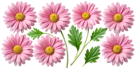 set of flowers background with white daisies  flowers isolated on white background .transparent png