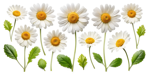 flowers background with white daisies  flowers isolated on white background .transparent png