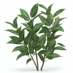 Fototapeta premium Lush Green Indoor Plant with Glossy Leaves Perfect for Home and Office Decor Enhancing Natural Aesthetics and Air Quality