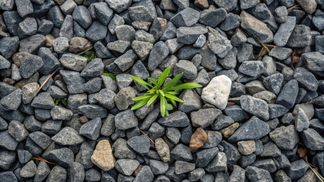 A closeup of gravel compactly arranged around a small emerging weed illustrating natures resilience. The strong contrast between the sharp angular stones and the soft delicate leaf