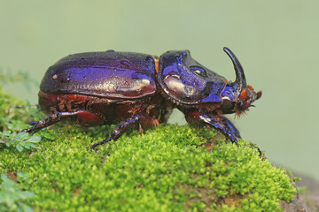 A Rhinoceros beetles looking for prey on mossy ground. This insect has the scientific name Oryctes rhinoceros.