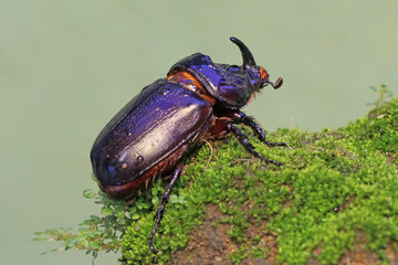 A Rhinoceros beetles looking for prey on mossy ground. This insect has the scientific name Oryctes rhinoceros.