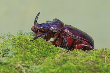 A Rhinoceros beetles looking for prey on mossy ground. This insect has the scientific name Oryctes rhinoceros.