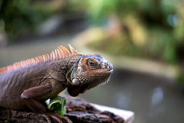 A close-up of a brown iguana with orange spines, perched on a branch against a blurred green background.