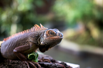 A close-up of a brown iguana with orange spines, perched on a branch against a blurred green background.