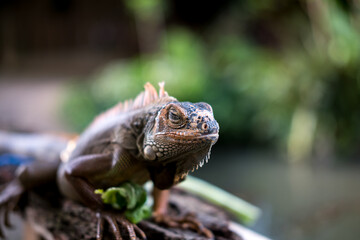 A close-up of a brown iguana with orange spines, perched on a branch against a blurred green background.