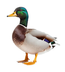 Full body mallard duck standing with vibrant green head and colorful feathers isolated on white background. Realistic waterfowl bird isolated on transparent background
