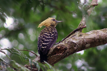 Yellow Woodpecker