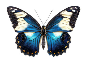 Detailed blue and white butterfly with intricate patterns on wings, natural beauty of insect design illustration for decor isolated on transparent background