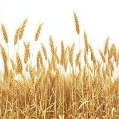 Fototapeta premium Golden Wheat Field Close-Up with Soft Focus on Stalks Against a White Background in Natural Light