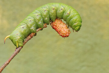 A tobacco hornworm is eating ripe mulberry fruit on the tree. This bright green caterpillar has the scientific name Manduca secta.