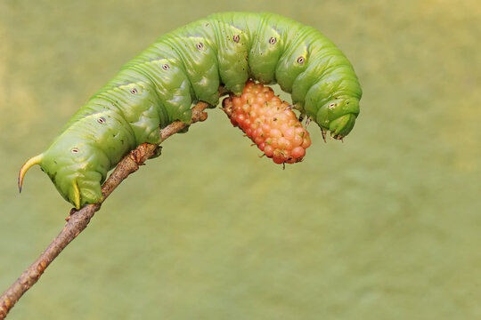 A tobacco hornworm is eating ripe mulberry fruit on the tree. This bright green caterpillar has the scientific name Manduca secta.