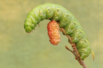 A tobacco hornworm is eating ripe mulberry fruit on the tree. This bright green caterpillar has the scientific name Manduca secta.