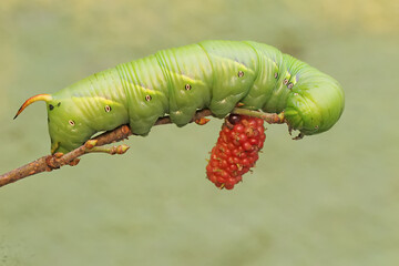 A tobacco hornworm is eating ripe mulberry fruit on the tree. This bright green caterpillar has the scientific name Manduca secta.