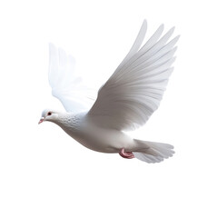 Obraz premium A White Dove in Flight Graceful Wings Peaceful Symbol Hopeful Journey