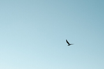 青い空と鳥