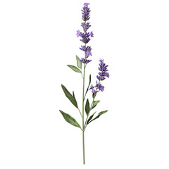 Fototapeta premium Elegant Lavender Sprig Delicate Purple Flowers Serene Nature Botanical Beauty