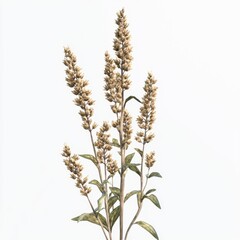 Fototapeta premium Delicate dried flowers with soft brown hues and green leaves against a bright background for nature and decor themes