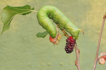 A tobacco hornworm is eating ripe mulberry fruit on the tree. This bright green caterpillar has the scientific name Manduca secta.
