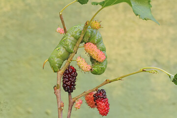 A tobacco hornworm is eating ripe mulberry fruit on the tree. This bright green caterpillar has the scientific name Manduca secta.