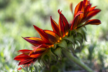 red sunflowers (helianthus annus) in a field