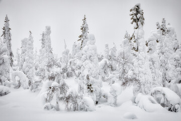Landscape with winter snow-covered trees. Karelia. Russia