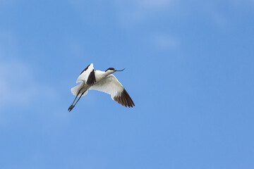 Pied avocet flies in the sky. Red Book of Russia