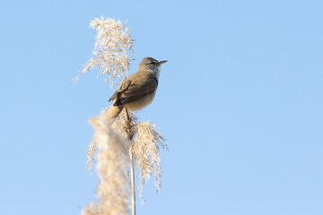 Great reed warbler sitting on a reed against a blue sky