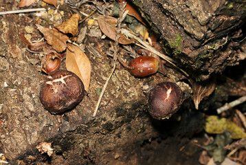 雑木林の中で育つ、ひび割れが入る天然野生シイタケ茸の幼菌たち（ストロボマクロ接写）