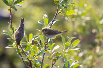 Leaf warbler sitting on a tree branch