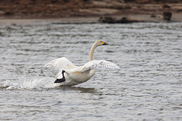 Obraz premium White swan running on water close up