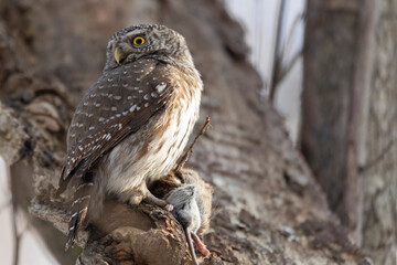 Eurasian pygmy owl sitting on a tree branch in winter day close up