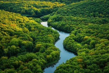 Aerial view of forest canopy with autumn colors and winding river