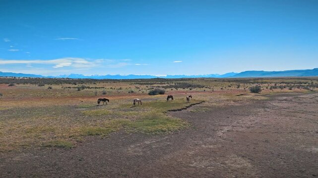 Wild horses of the Argentine Andes. Soar over a quiet mountain lake with a herd of graceful horses grazing on its lush green shores. You will see a landscape of unsurpassed beauty. 09.01.2025