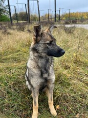 A gentle dog with rich fur stands proudly, its gaze warm and inviting. The green background enhances its features, perfectly capturing its friendly demeanor. 