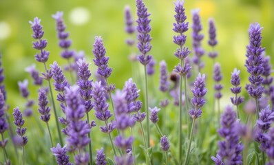 Purple lavender flowers in bloom.