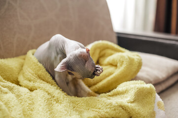 Hairless Sphynx Cat Grooming on a Soft Yellow Blanket