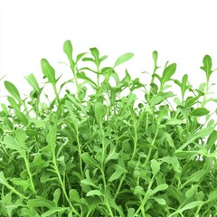 Fototapeta premium Fresh Green Leaves of Arugula on White Background for Organic Food and Healthy Diet Recipes