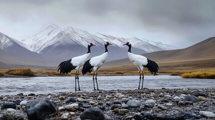 Majestic Cranes in Snowy Mountain Landscape