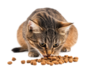 Cat enjoys eating dry food in a bright and clean environment during the daytime hours. Isolated on transparent background, png.