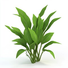 Fototapeta premium Lush Green Tropical Plant with Broad Leaves for Home Decor and Interior Gardening Projects