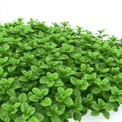 Lush Green Oregano Leaves in Abundant Clusters for Culinary and Herbal Uses