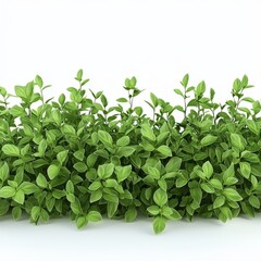 Lush Green Foliage Displaying Vibrant Leaves in Natural Environment with Soft Lighting and Gentle Shadows