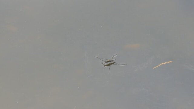 Water skaters swim and rest on the surface of the water. Gerridae - Gerris lacustris