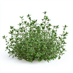 Fototapeta premium Lush Green Thyme Plant with Abundant Leaves Isolated on White Background for Culinary and Herbal Use