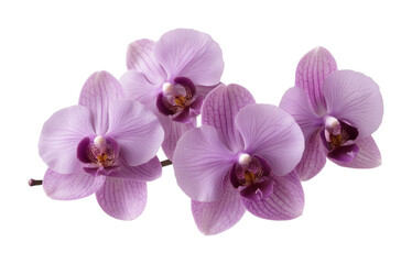 Obraz premium Branch of purple orchids in full bloom, delicate flowers with soft petals, exotic plant, floral arrangement, and tropical nature concept isolated on transparent background