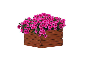 Beautiful arrangement of vibrant pink surfinia in wooden crate isolated on white background